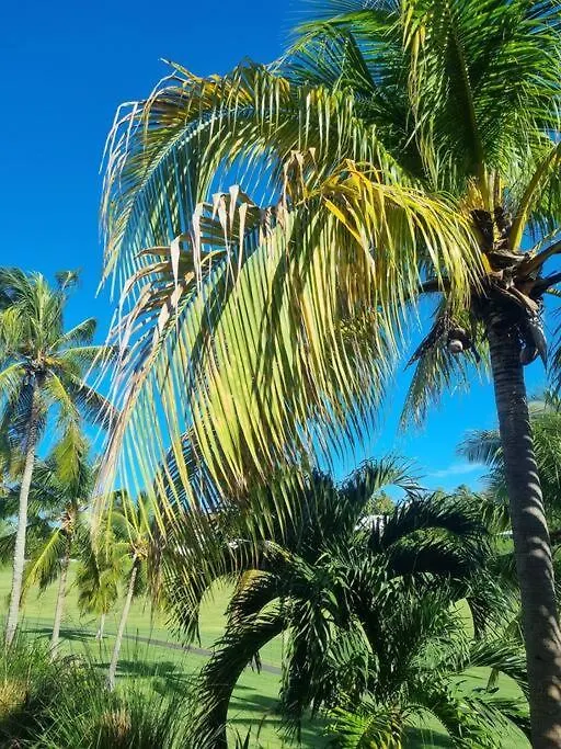 Residence Du Golf Evergreen Au Pti'Paradis Saint-Francois  0*, Saint-Francois (Grande-Terre)
